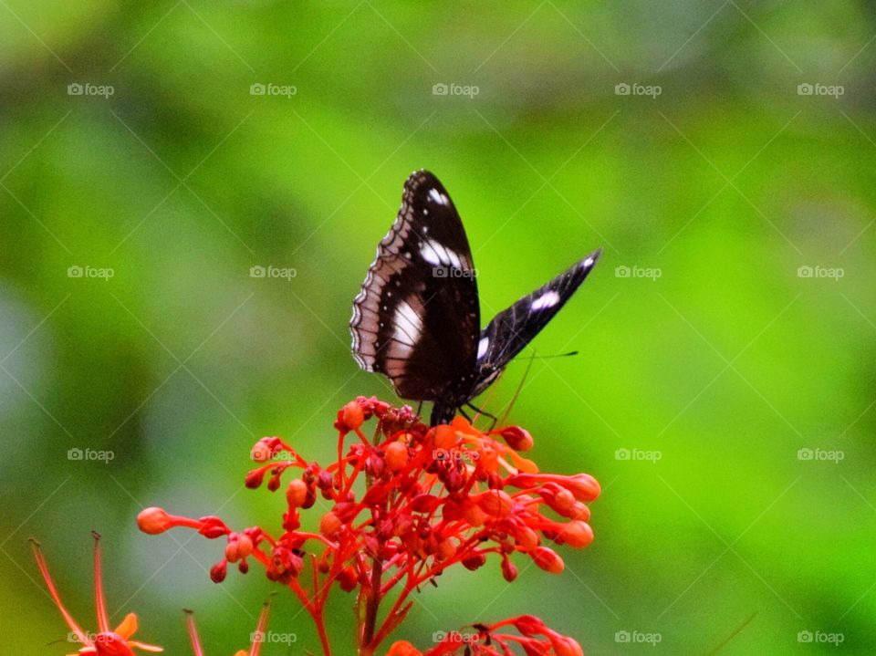 butterfly and flower . butterfly and flower 