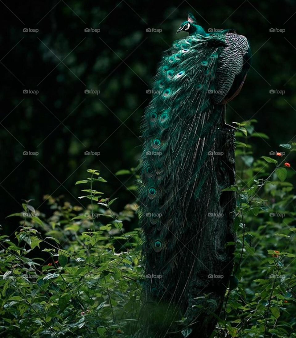 peacock in forest click
