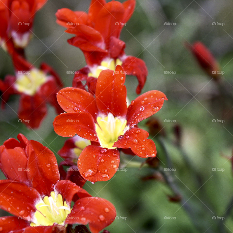 Red flowers