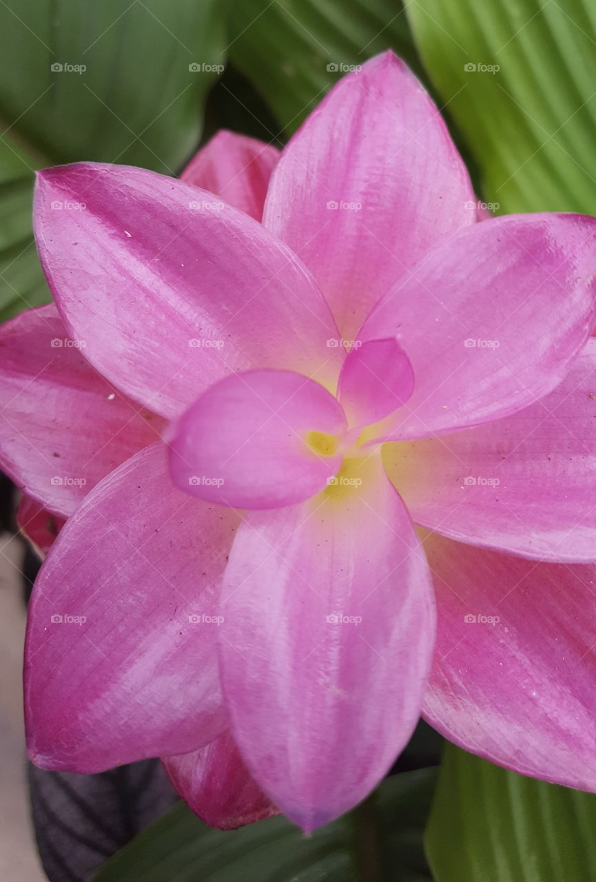 top tower flower