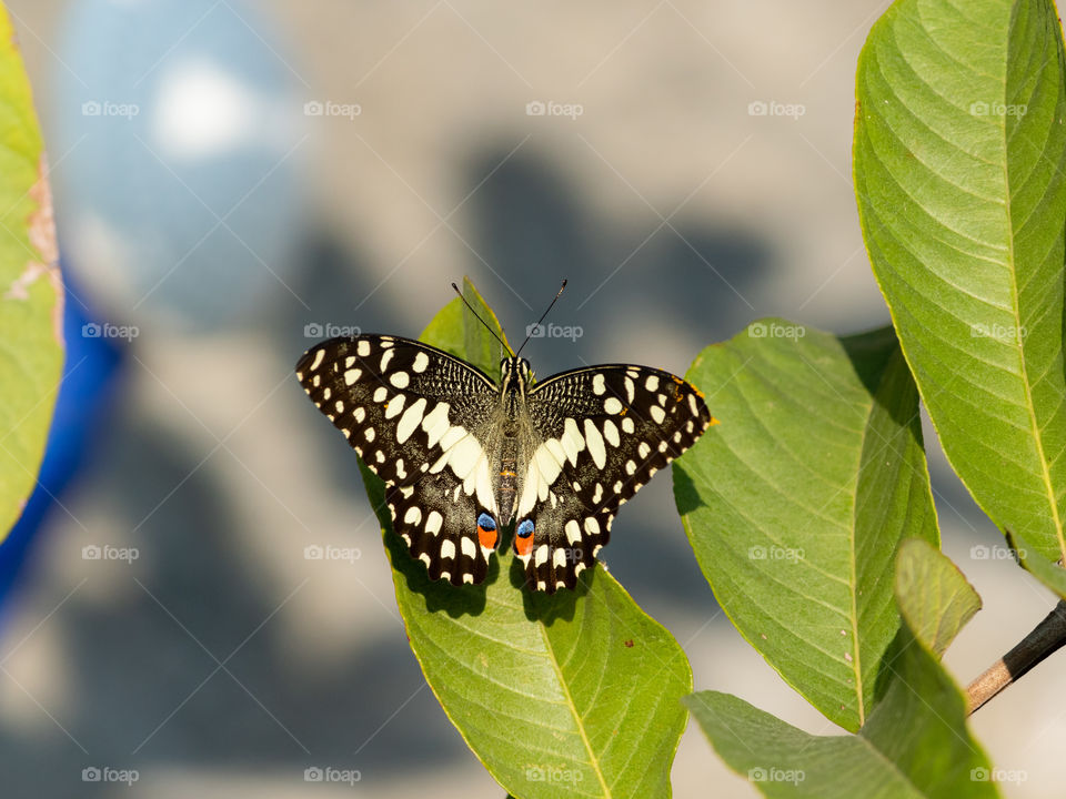 Beautiful Butterfly 🦋