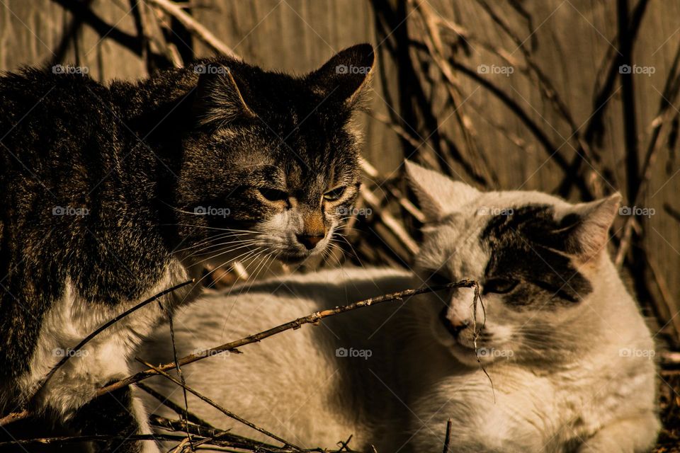 angry cats having a staring each other down