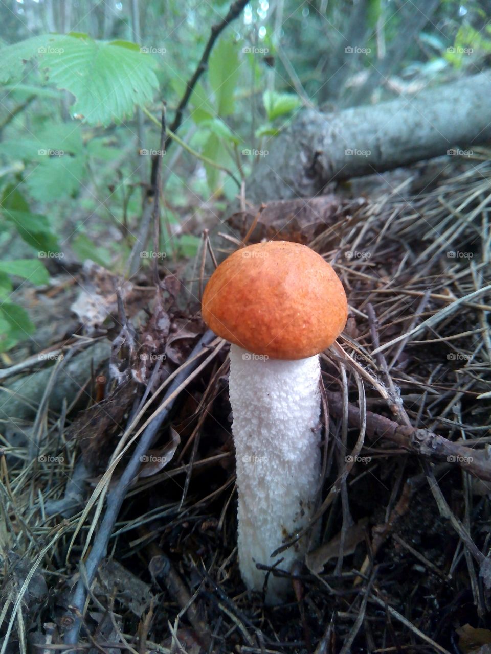 mushroom