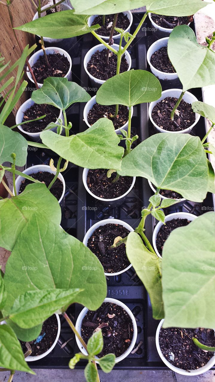 Bean Plants. Gardening