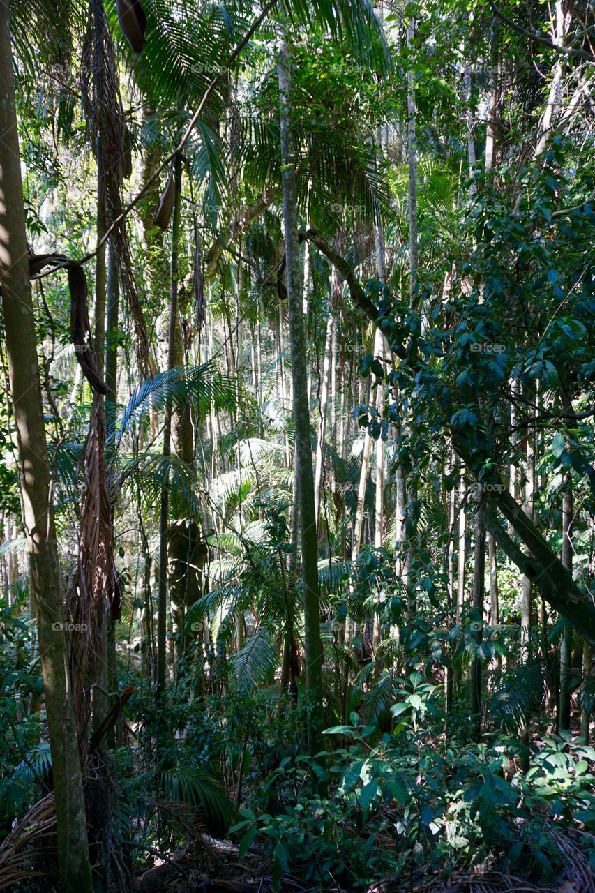 View of forest