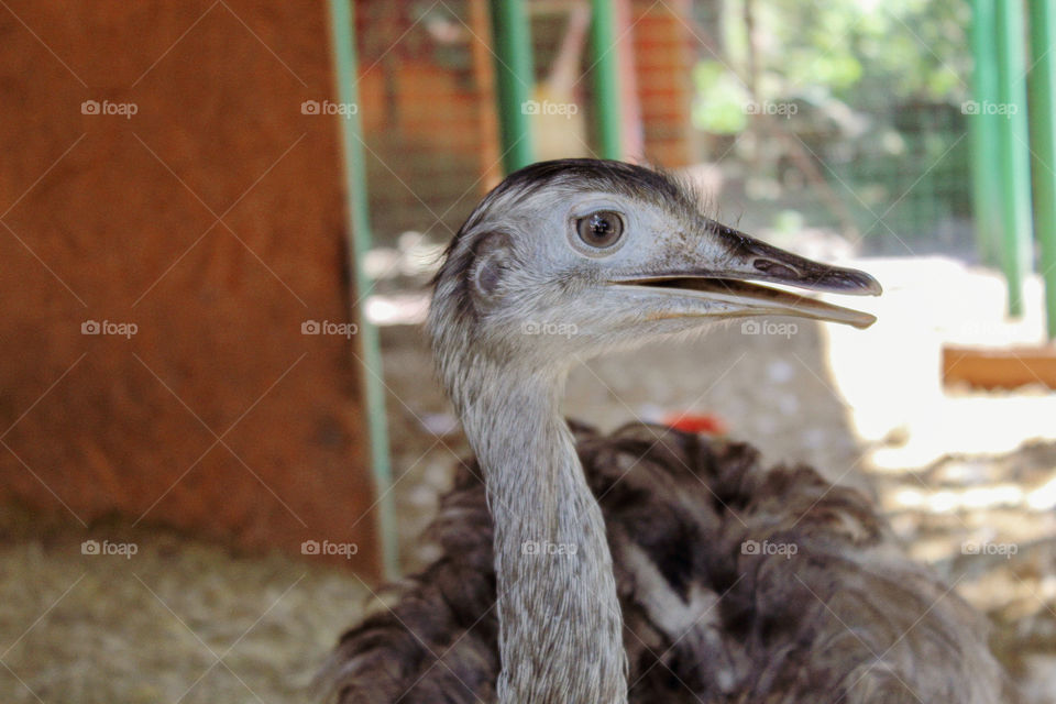 a beautiful oastrich that i saw today at the zoo.