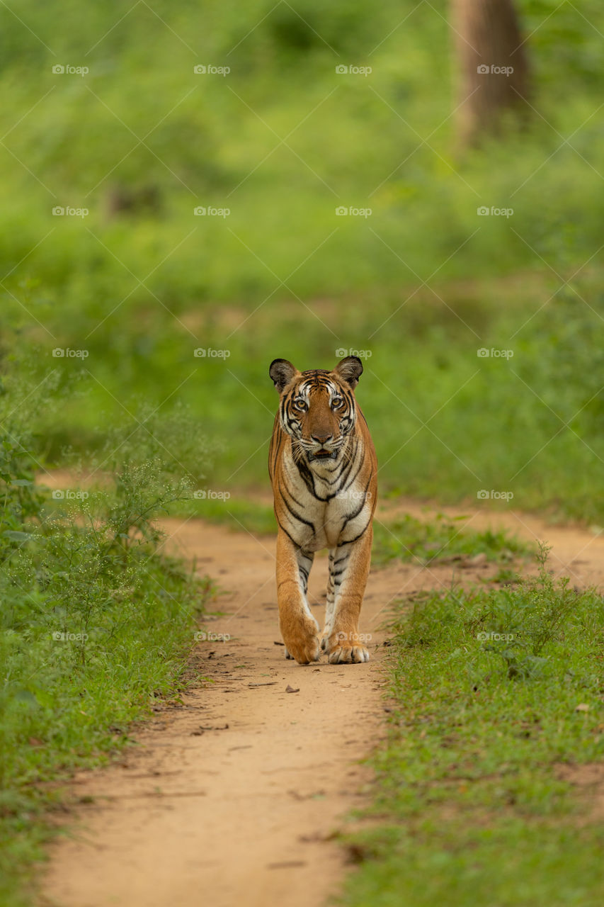 Tiger and Greens, a combination made in heaven! ❤️