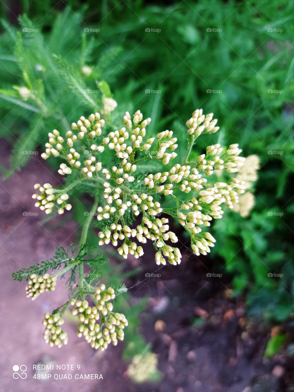Flowering yarrow herb