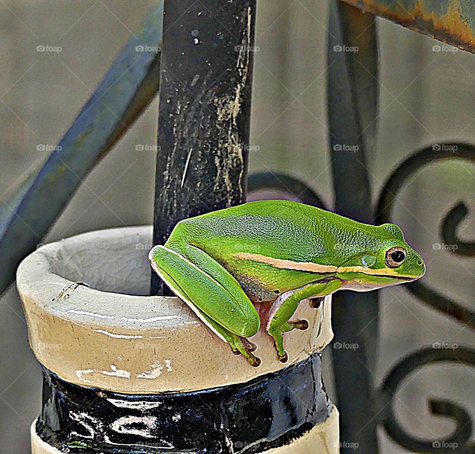 The American green tree frog (Dryophytes cinereus) is a common species of New World tree frog belonging to the family Hylidae. It is a common backyard species, popular as a pet