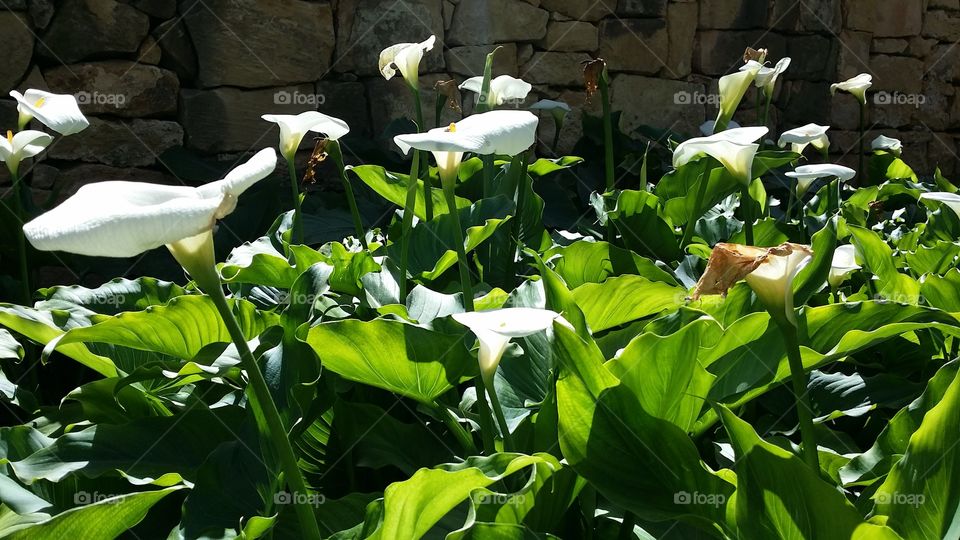 white calla lillies blooming in spring in a garden