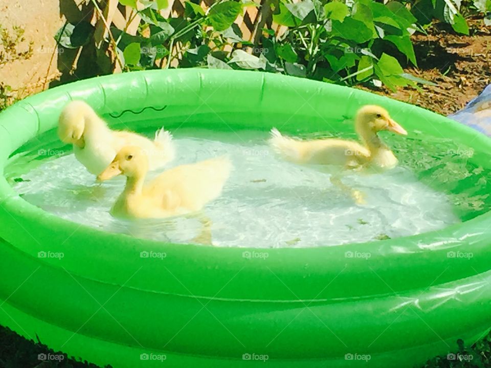 Fuzzy pekin ducklings swimming 