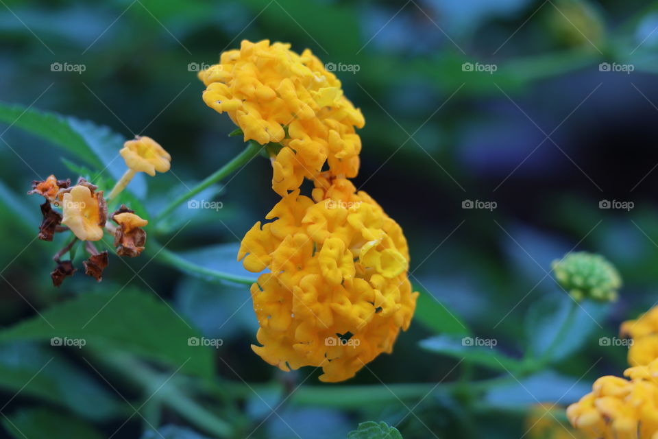 Twin yellow flowers