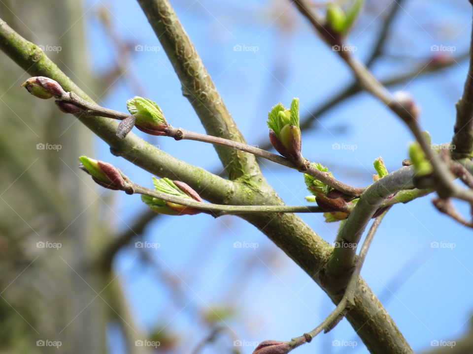 Spring bud