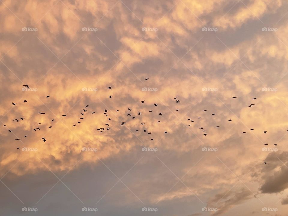 Black ravens flying across the blue sky that has bright orange clouds streaking across the sky.