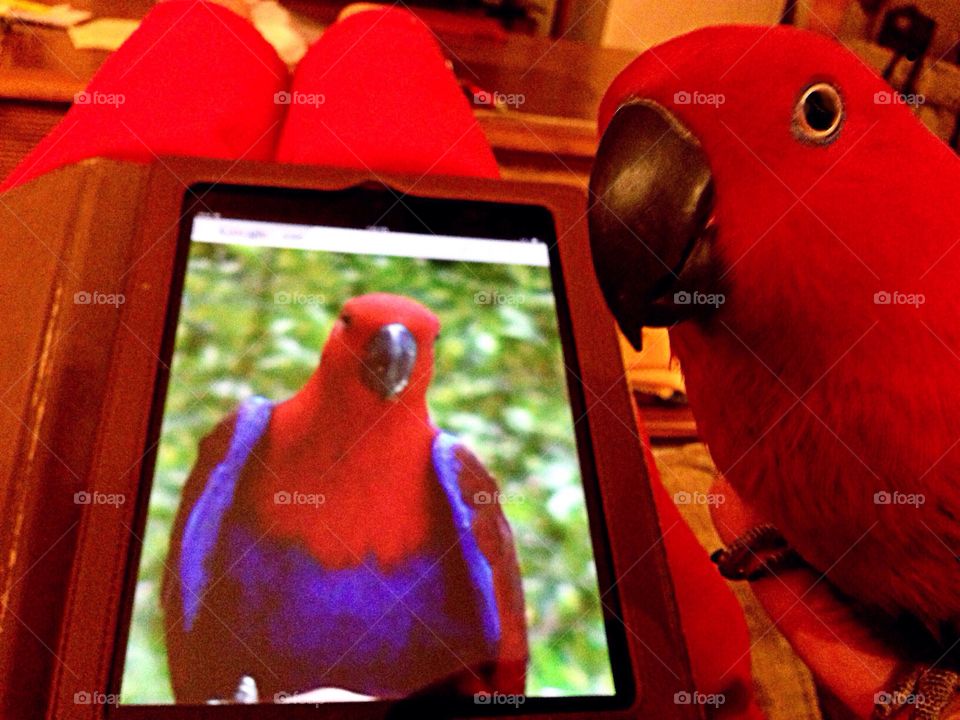 Beautiful red parrot viewing an iPad image.