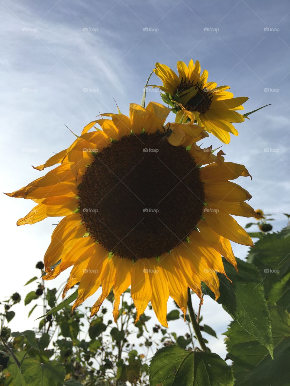 Sunflowers backlit