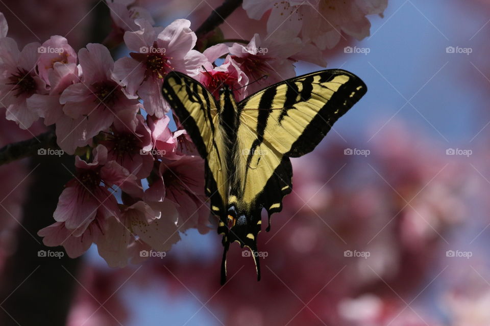 Yellow butterfly on cherry blossoms 
