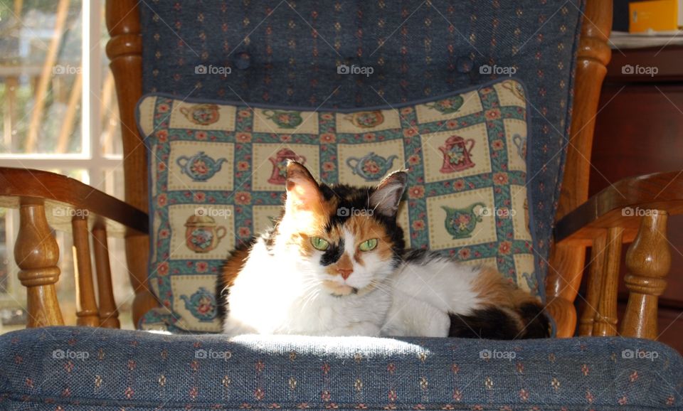 Calico cat