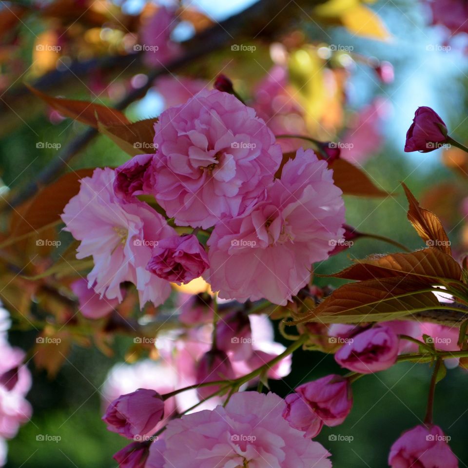 Pink. spring blossoms 