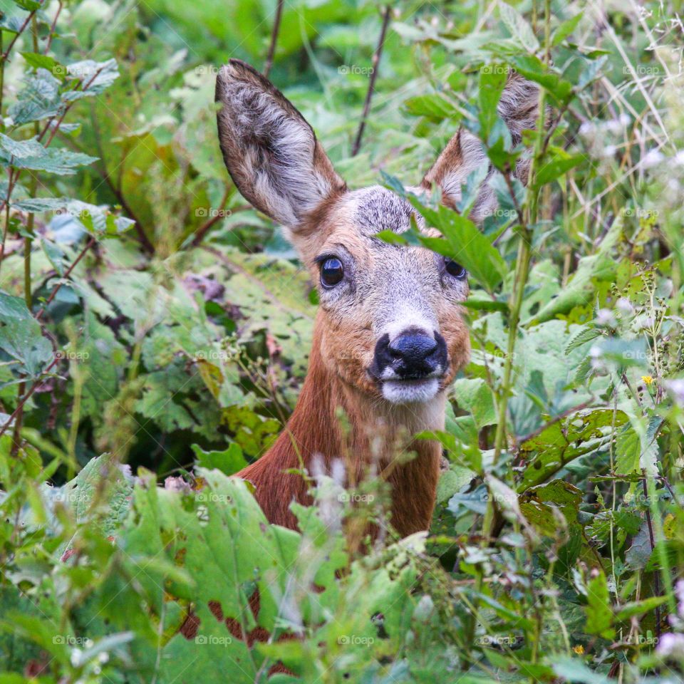 deer between grass, eye contact