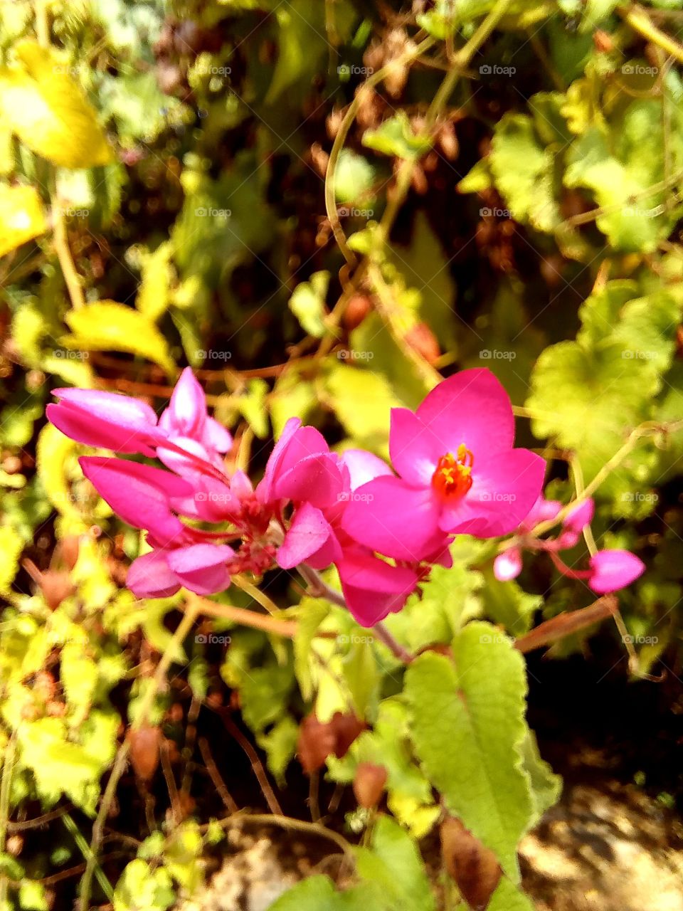 Antigonon leptopus