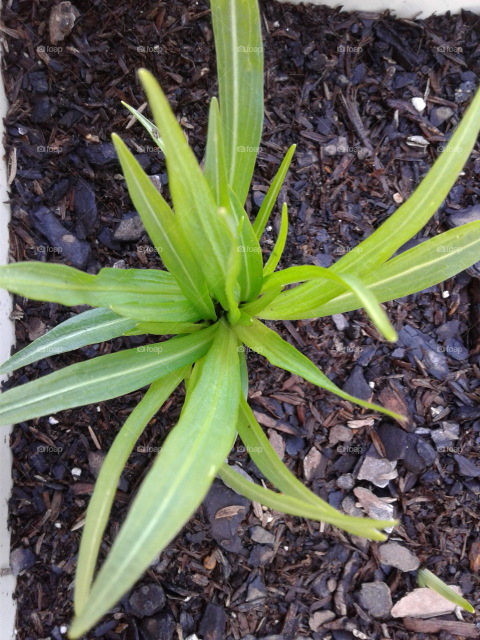 Flora, No Person, Leaf, Growth, Nature