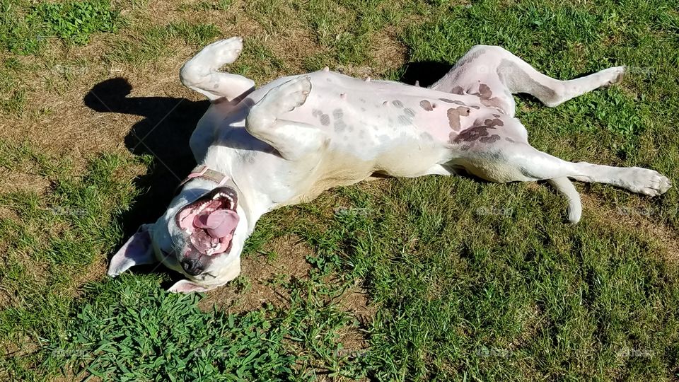 smiling pitbull dog