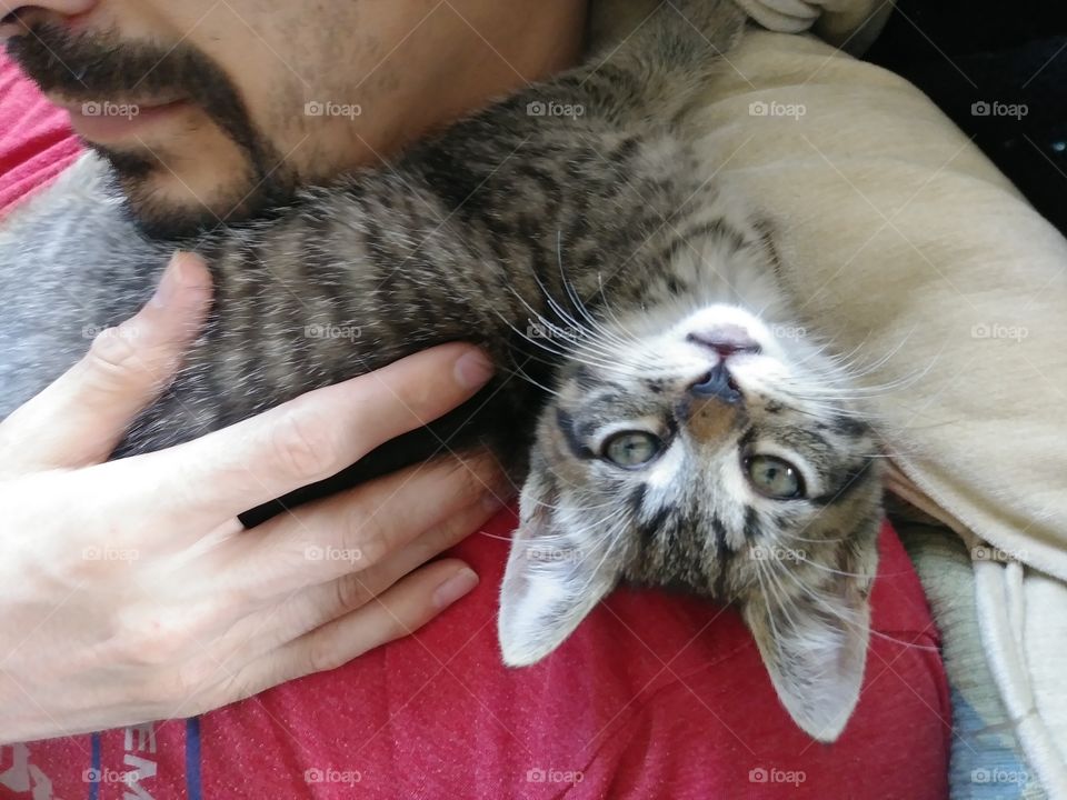 Upsidedown tabby kitten