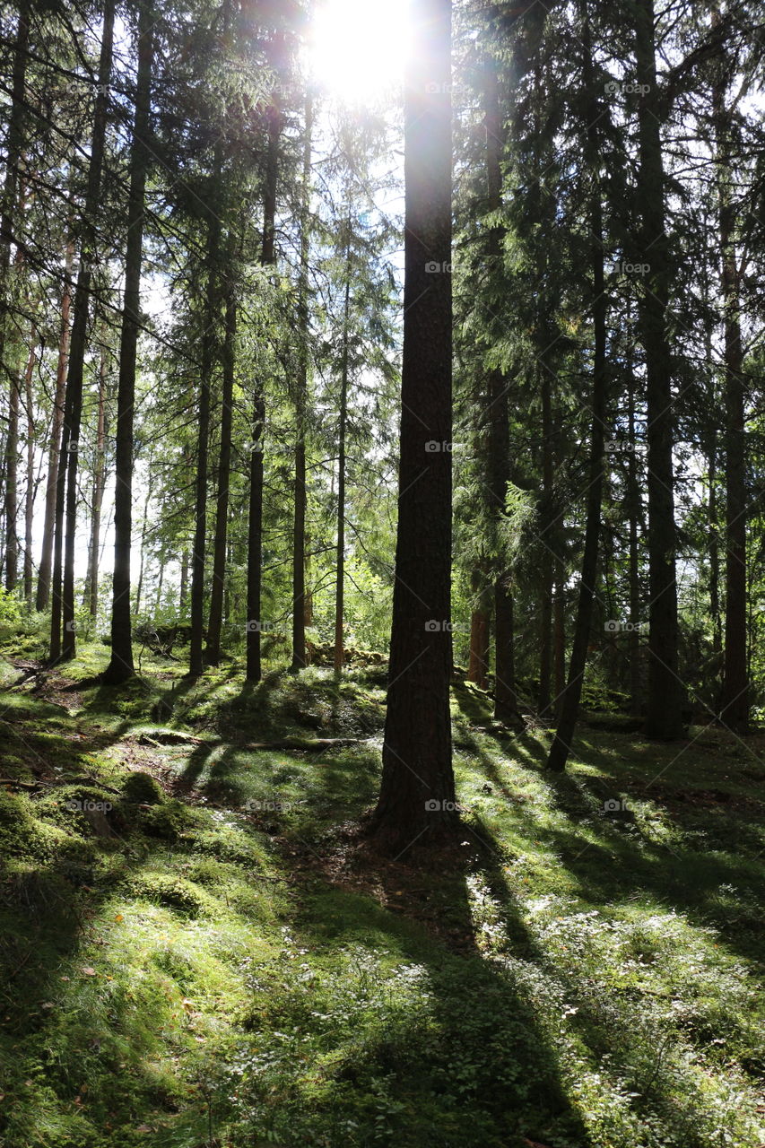 Sun in the woods