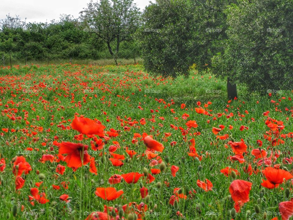 Poppy field Pompei 