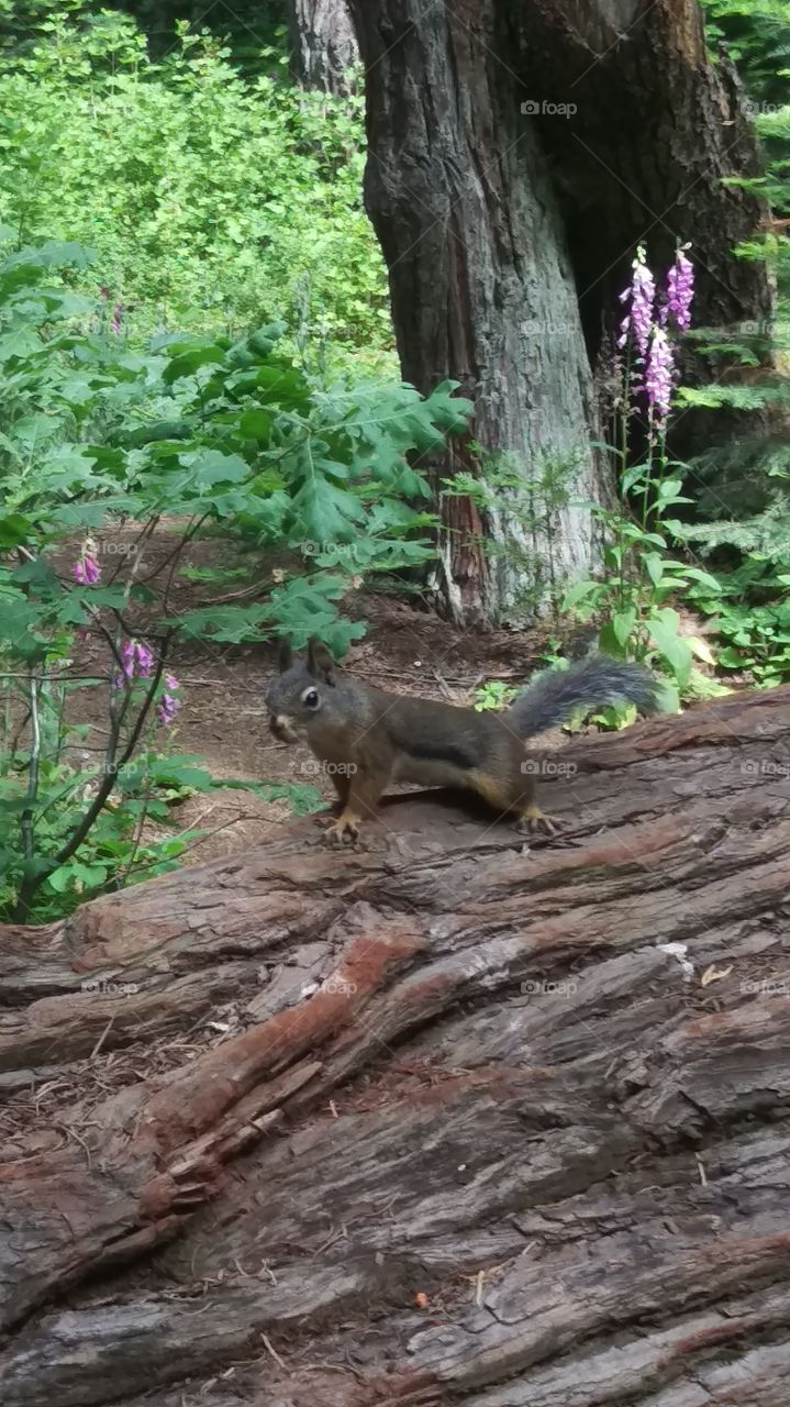 squirrel on a log in a forest with wildflowers around