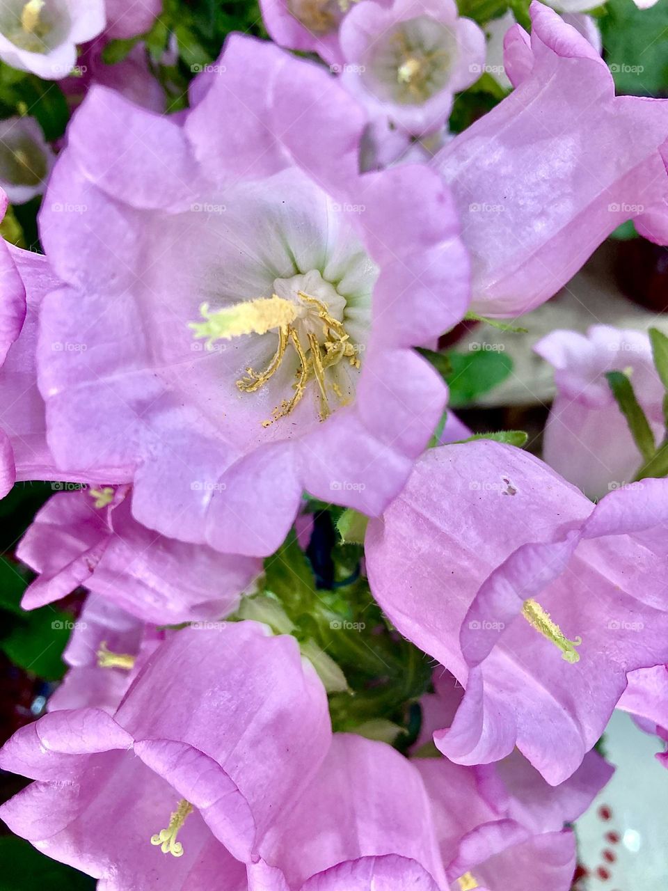 🌹 🇺🇸 Very beautiful flowers to brighten our day.  Live nature and its beauty. Did you like the delicate petals? / 🇧🇷 Flores muito bonitas para alegrar nosso dia. Viva a natureza e sua beleza. Gostaram das pétalas delicadas? 