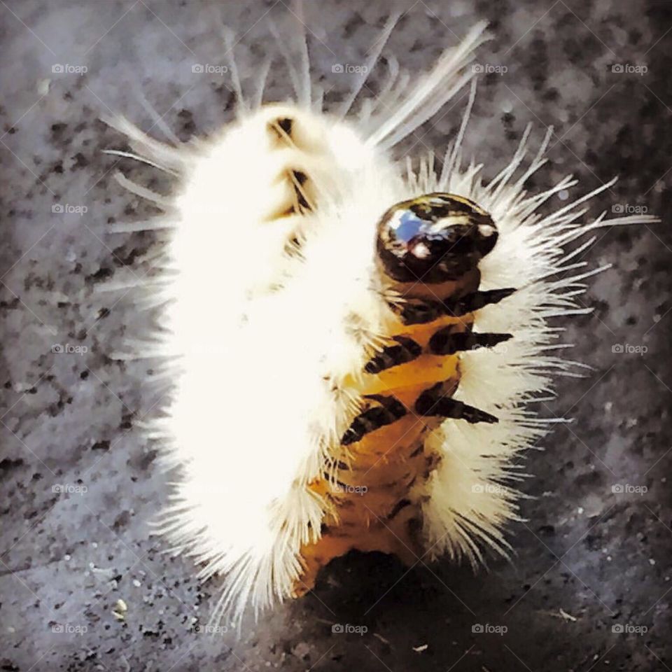 White Caterpillar Reaching Upward 