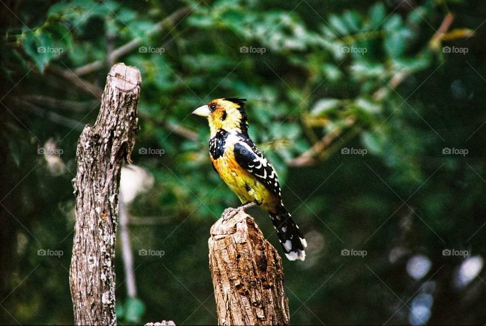 The Crested Barbet