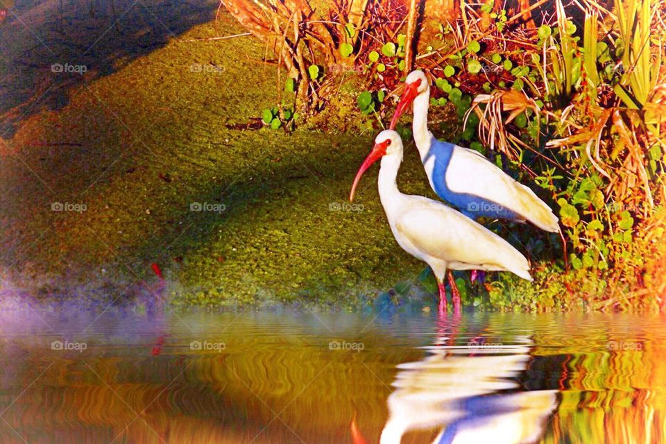 Ibis pair with reflection