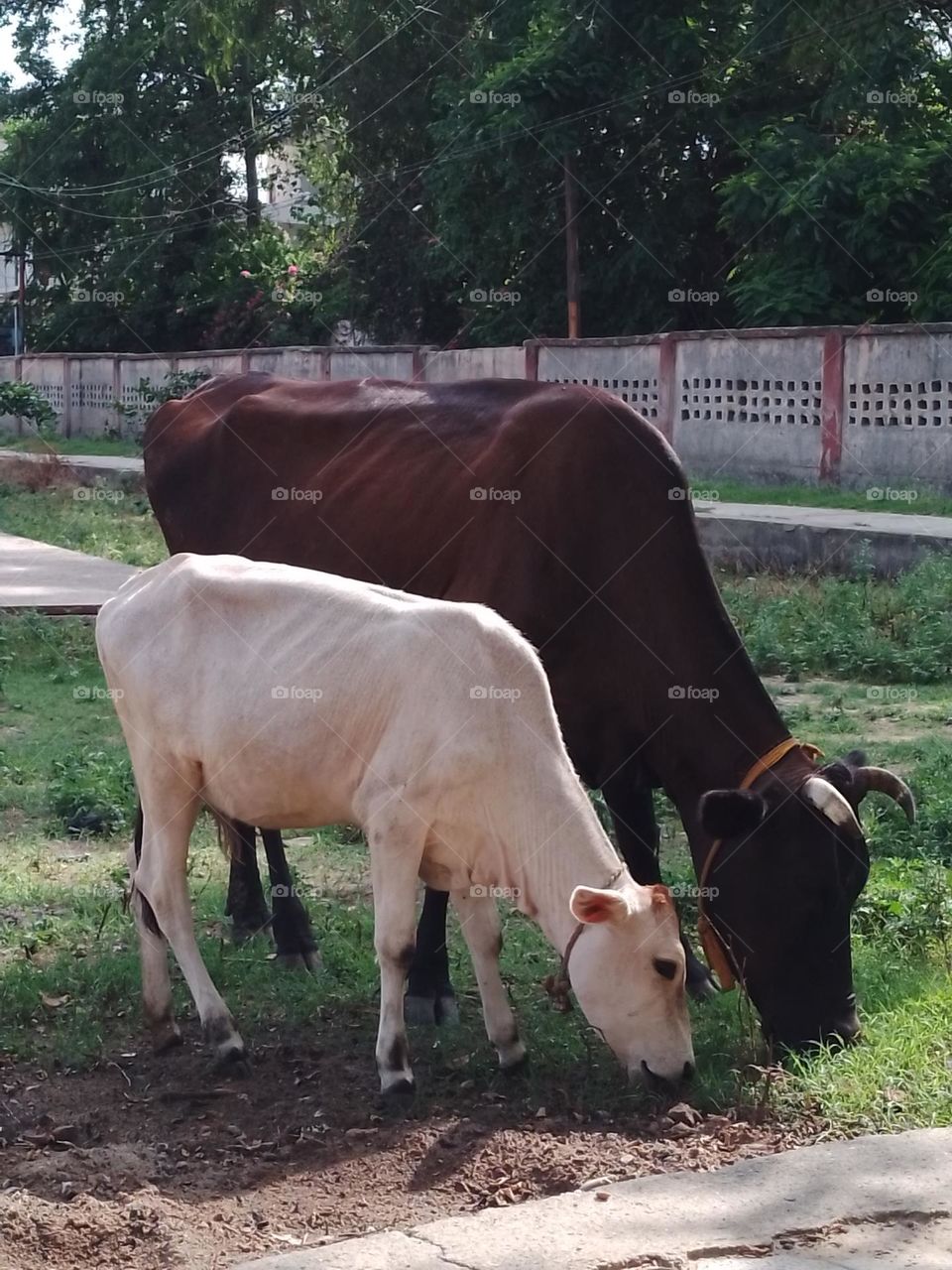 Indian cow