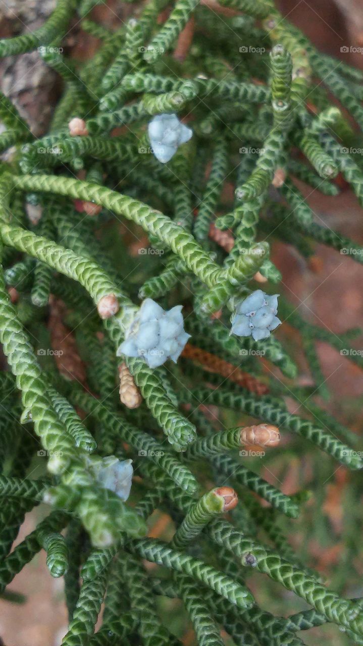 blooming evergreen tree