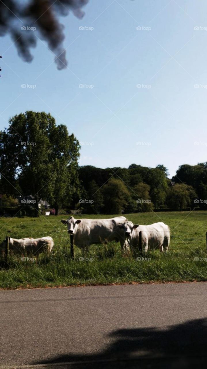 A herd of white cows grazing in a meadow
