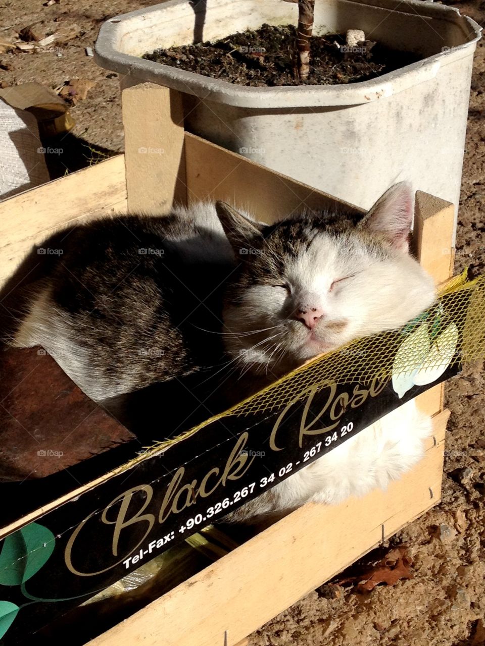 The warm sun in winter morning