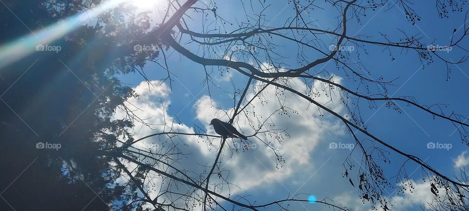 I perching here singing a song to GOD !!!