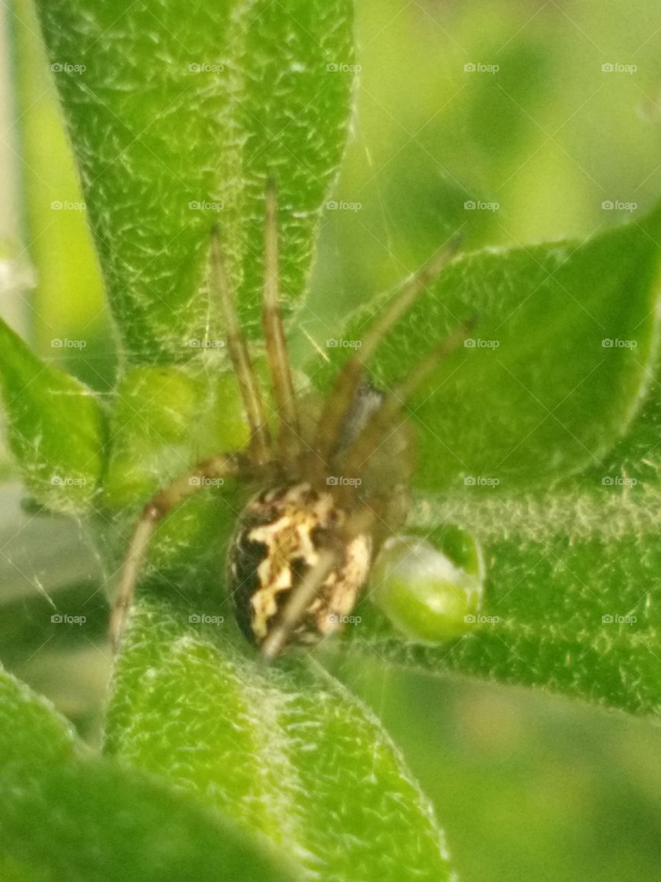 amazing spider on web plant leaf beautiful creature