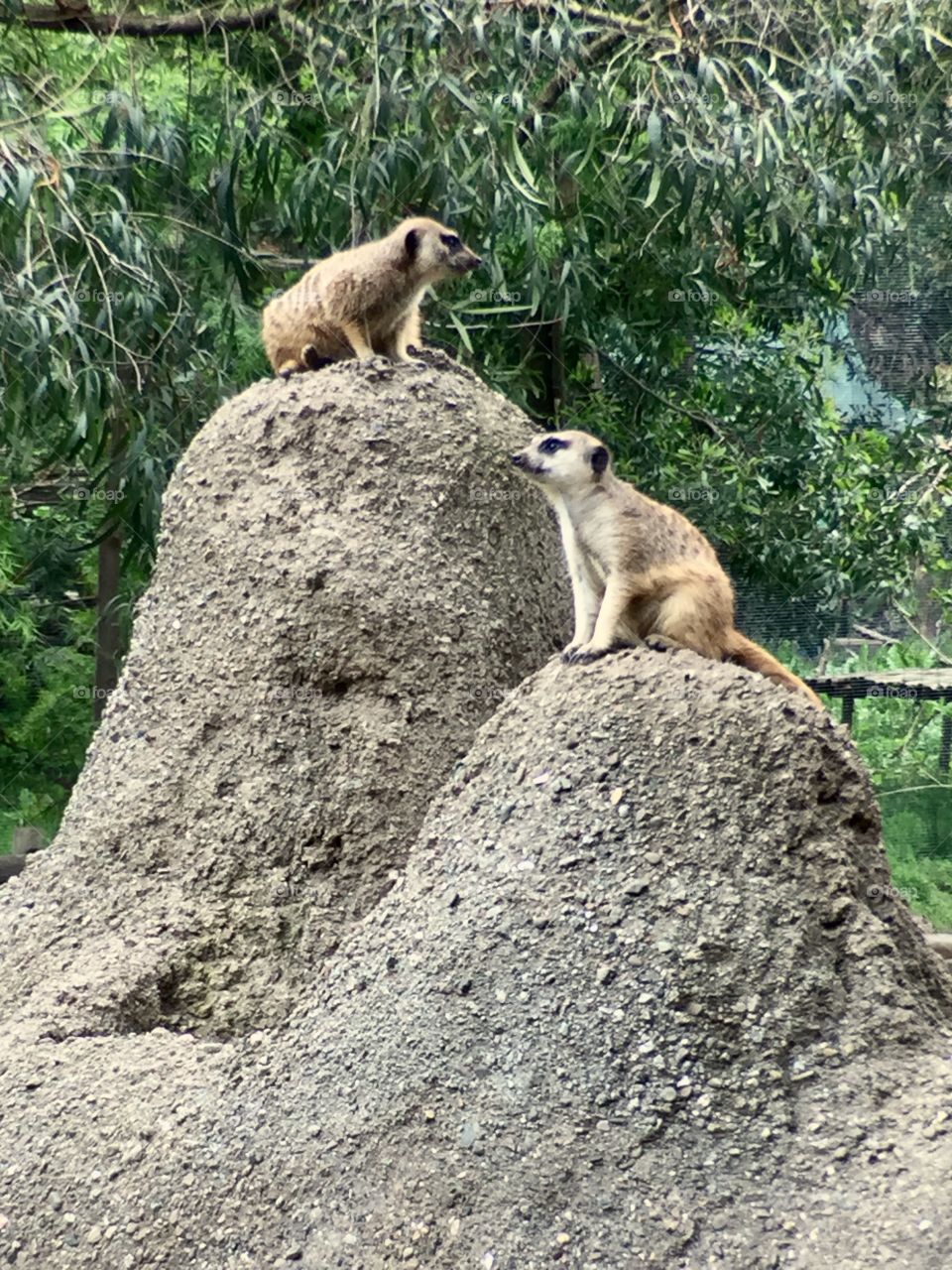 Meerkats