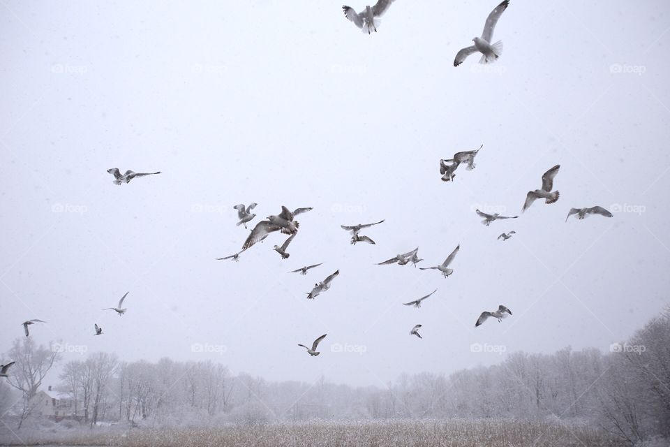 Bird, Winter, Goose, Snow, Wildlife