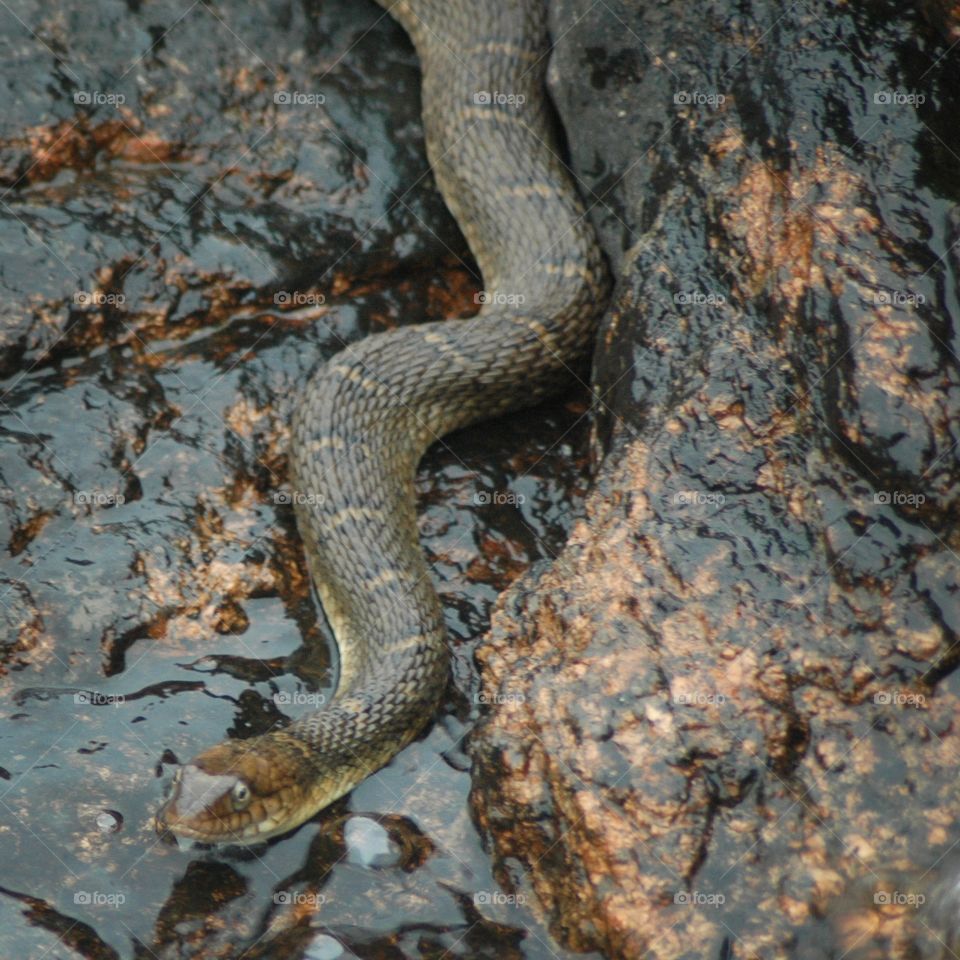 water snake
