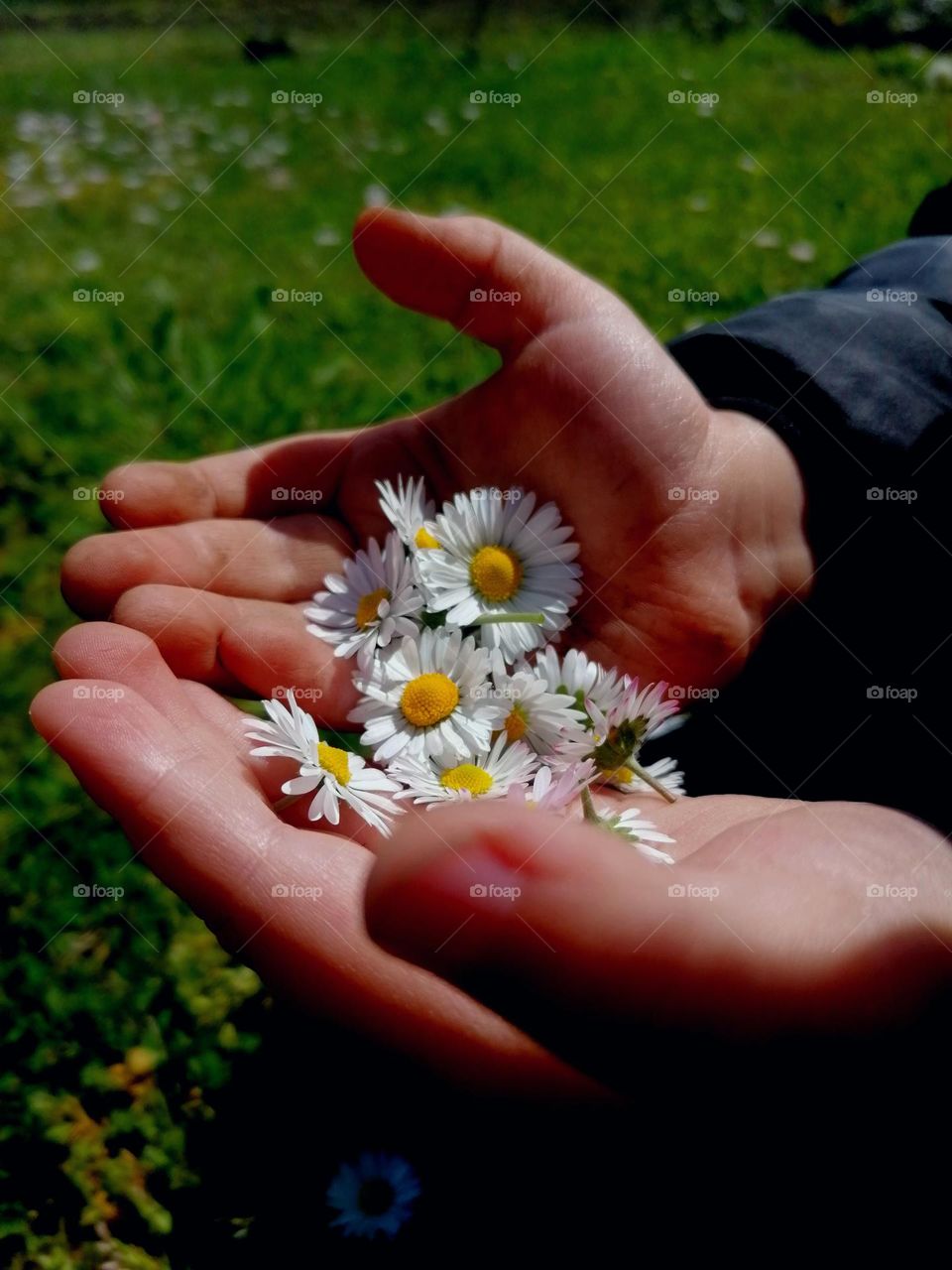 Daisies