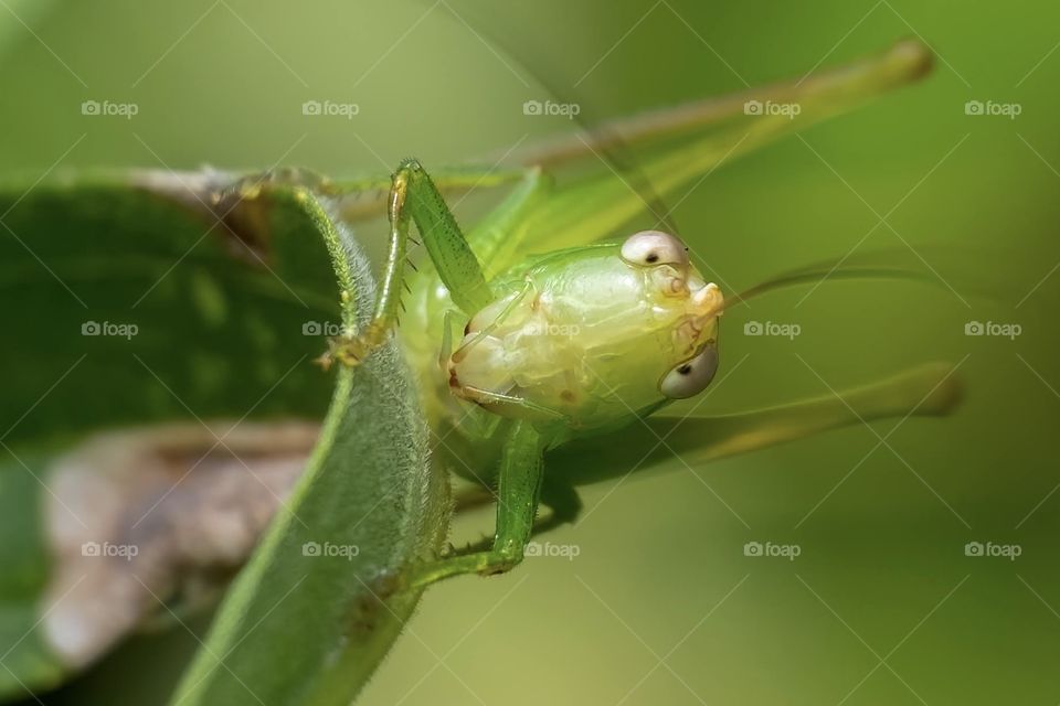 Everybody loves a good pair of googly eyes! Slender Meadow Katydid. Raleigh, North Carolina. 