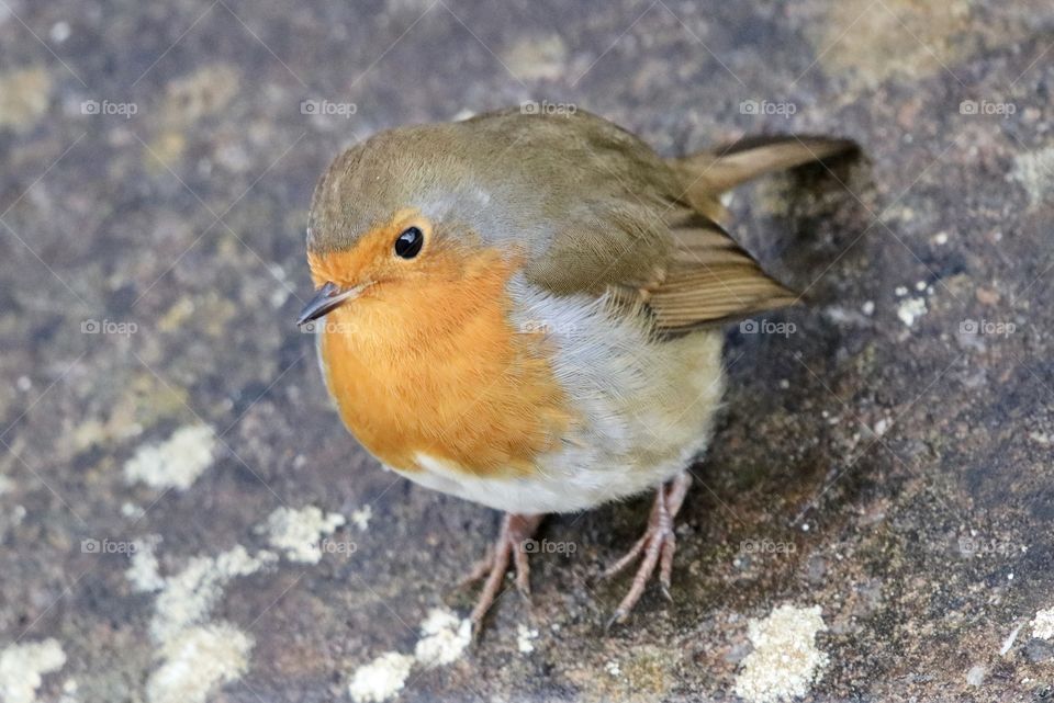 Robin 