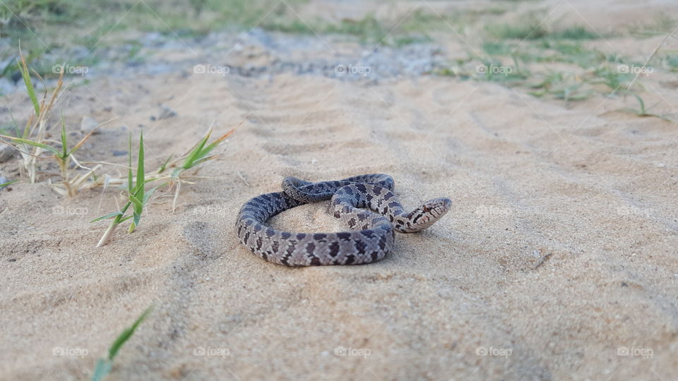 Baby bull snake a long my evening walk.