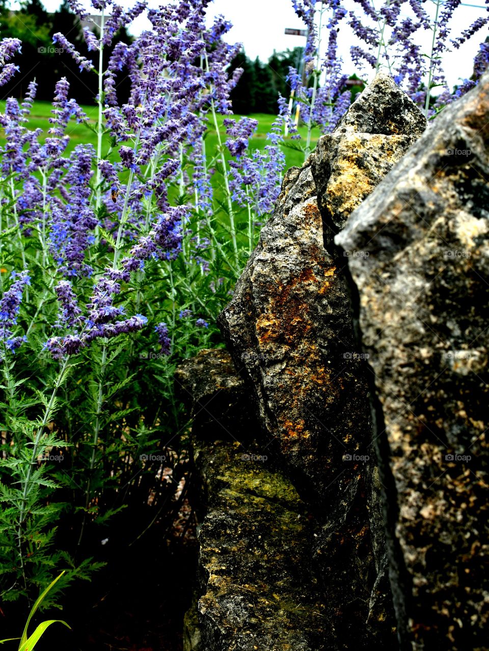 rocks flowers grass sky