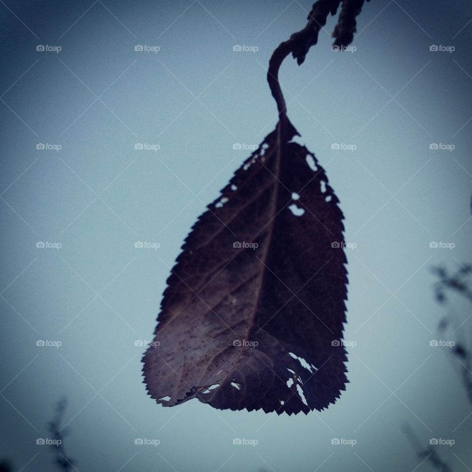 leaf